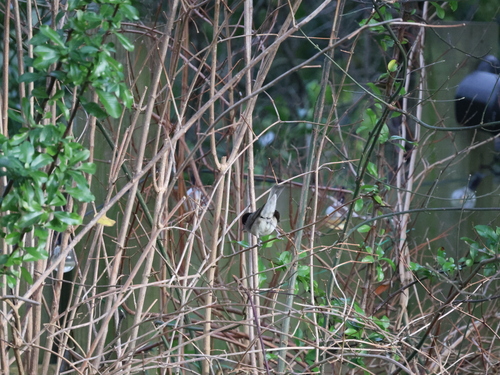 Eurasian Blackcap (Sylvia atricapilla), photo 4