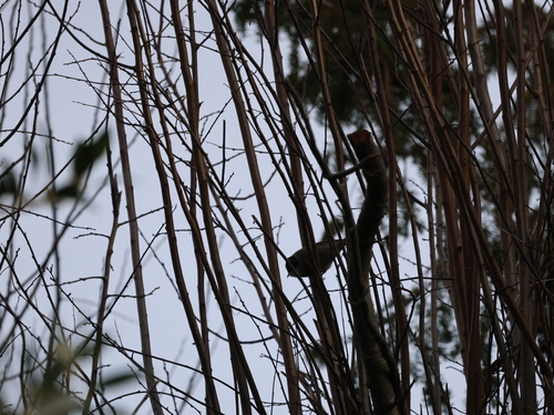 Eurasian Blackcap (Sylvia atricapilla), photo 3