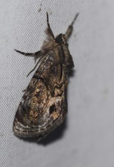 Zalissa catocalina