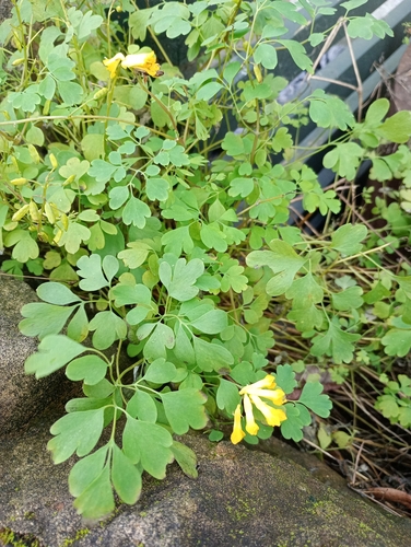 Pseudofumaria lutea