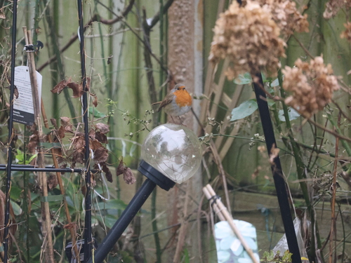 European Robin (Erithacus rubecula), photo 5