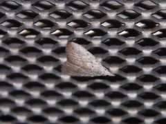 Meganola brunellus