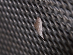 Meganola brunellus