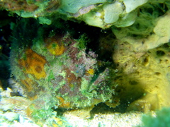 Abantennarius coccineus