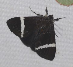 Coenotoca subaspersa