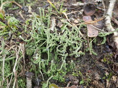 Cladonia subulata
