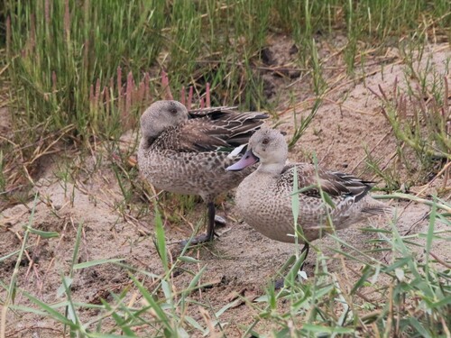 iNaturalist: (c) Bruce Taterka, some rights reserved (CC BY-NC), uploaded by Bruce Taterka iNaturalist image