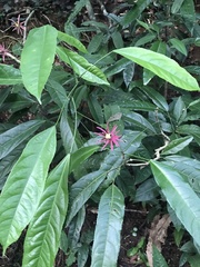 Pavonia multiflora
