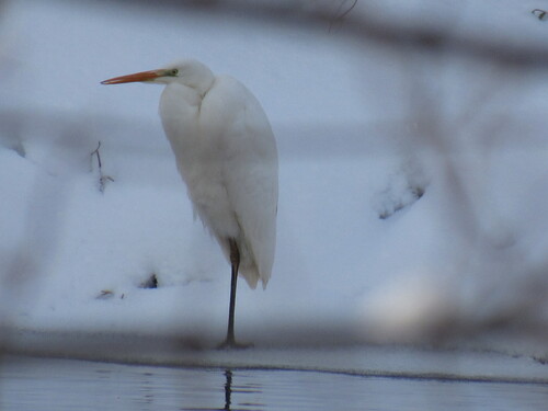 Garceta grande (Ardea alba)