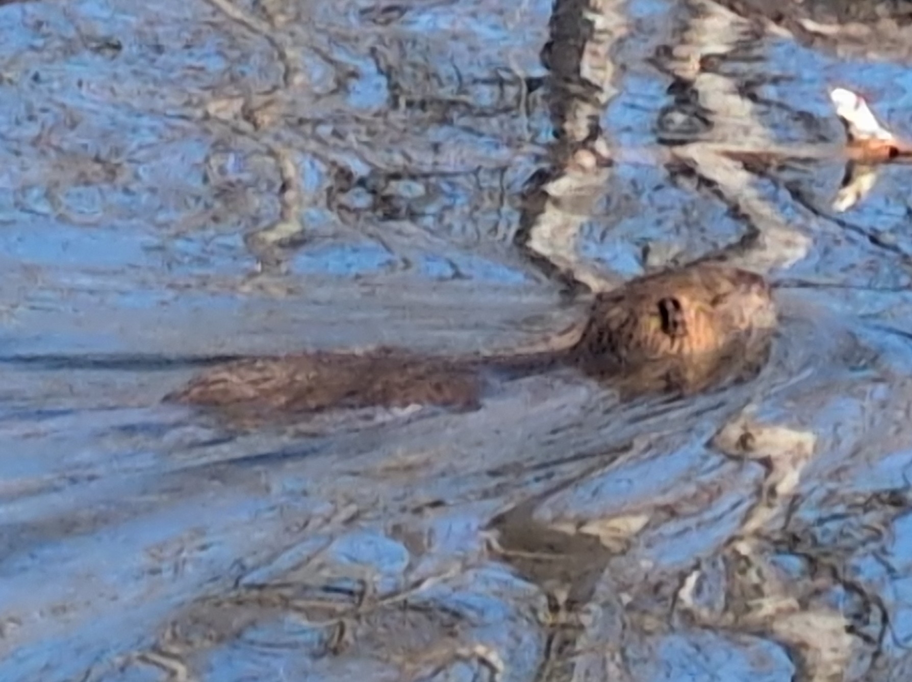 Nutria (Myocastor coypus (Molina, 1782))