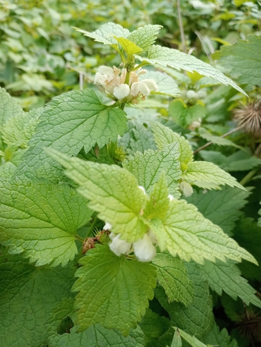Lamium album