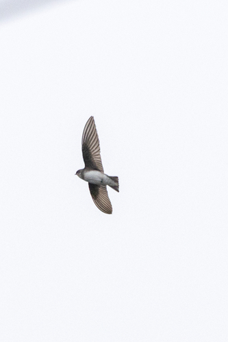 Pale Martin