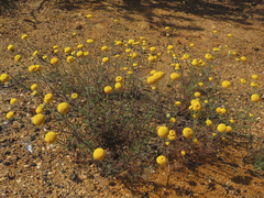 Oncosiphon grandiflorus