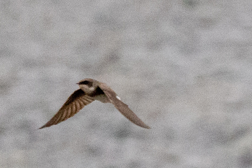 Bank Swallow