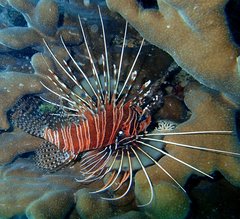 Pterois antennata