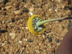 Oncosiphon grandiflorus