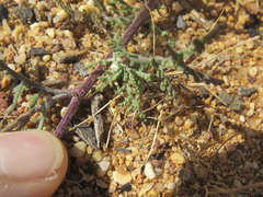 Oncosiphon grandiflorus