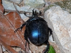 Enoplotrupini
