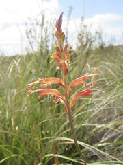 Tritoniopsis antholyza