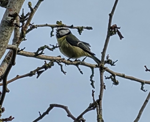 Eurasian Blue Tit (Cyanistes caeruleus), photo 5