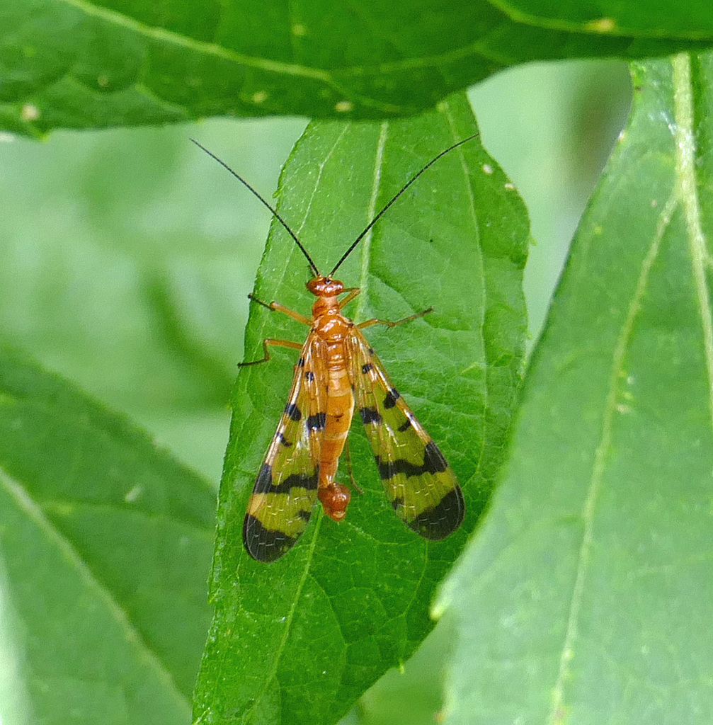 Panorpa neglecta