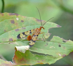 Panorpa neglecta