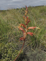 Tritoniopsis antholyza