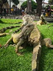 Iguana iguana