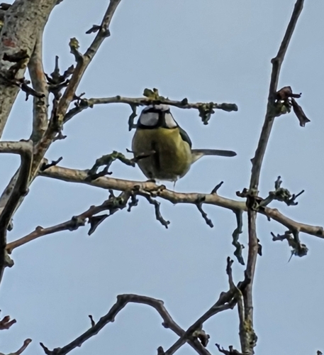 Eurasian Blue Tit (Cyanistes caeruleus), photo 6