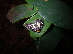 Macrobrochis notabilis