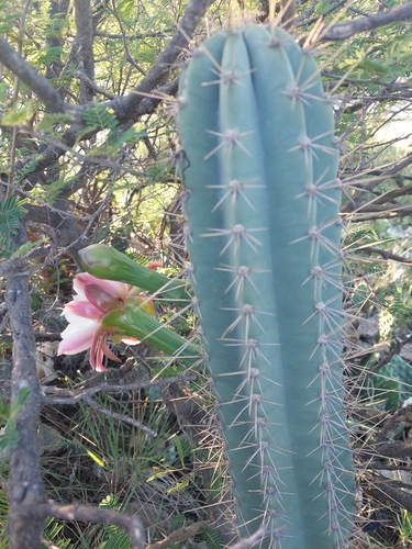 Cereus hankeanus (Cereus hankeanus)