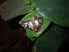 Macrobrochis notabilis