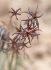 Tristagma nivale, photograph (c) Morten Ross, some rights reserved (CC BY)
