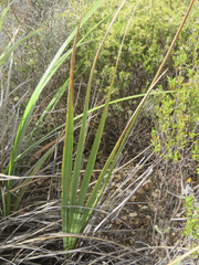 Tritoniopsis antholyza