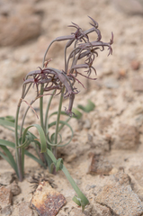 Tristagma nivale, photograph (c) Morten Ross, some rights reserved (CC BY)