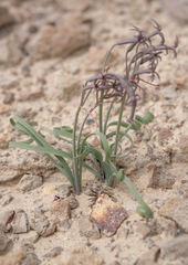 Tristagma nivale, photograph (c) Morten Ross, some rights reserved (CC BY)