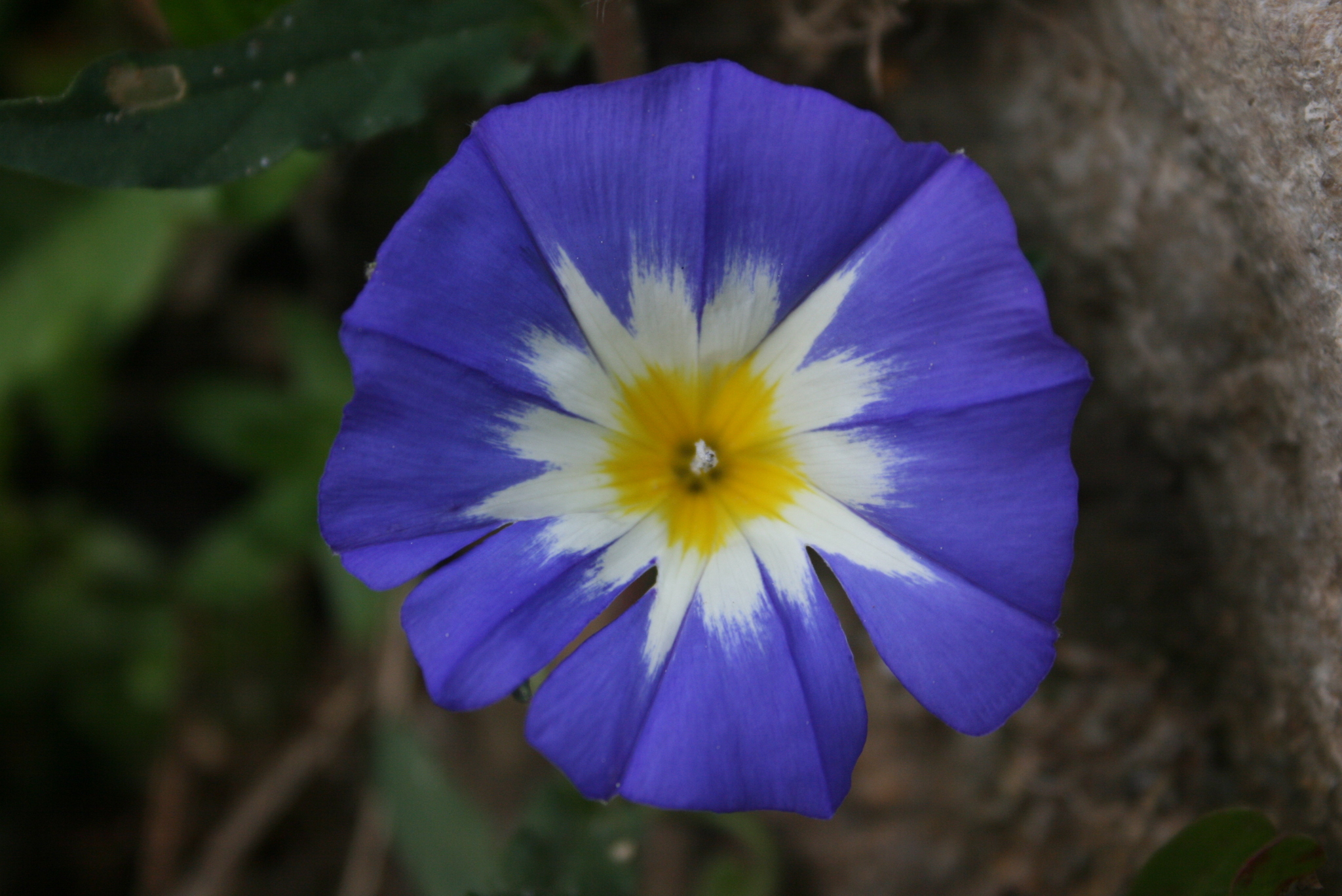 Dwarf Morning-Glory (Convolvulus tricolor)