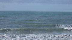 Pelecanus occidentalis