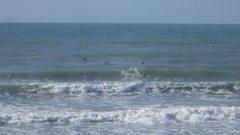 Pelecanus occidentalis