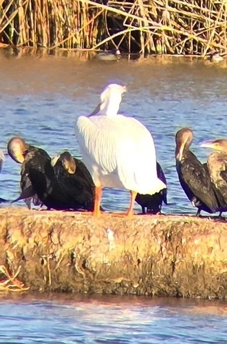 iNaturalist observation photo of American White Pelican