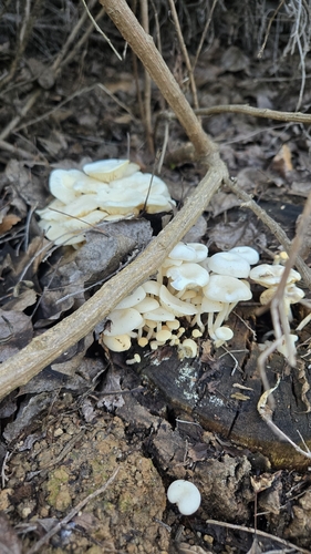 iNaturalist observation photo of Basidiomycete Fungi