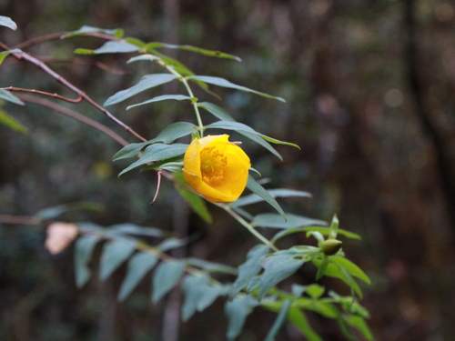 Hypericum leschenaultii observed 2025-08-04