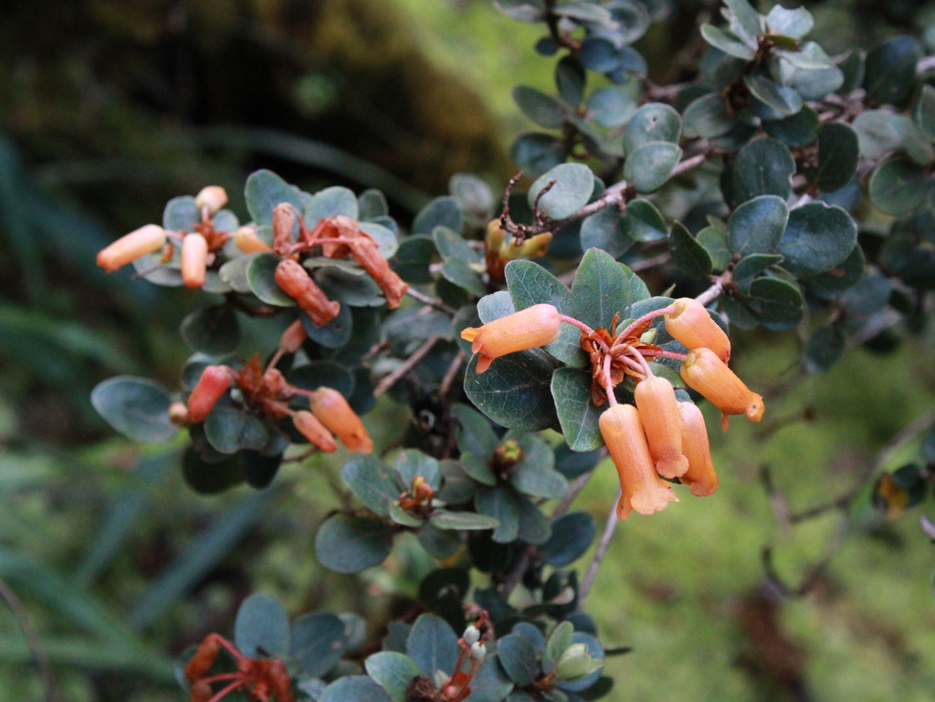 Rhododendron lagunculicarpum (Rhododendron lagunculicarpum)