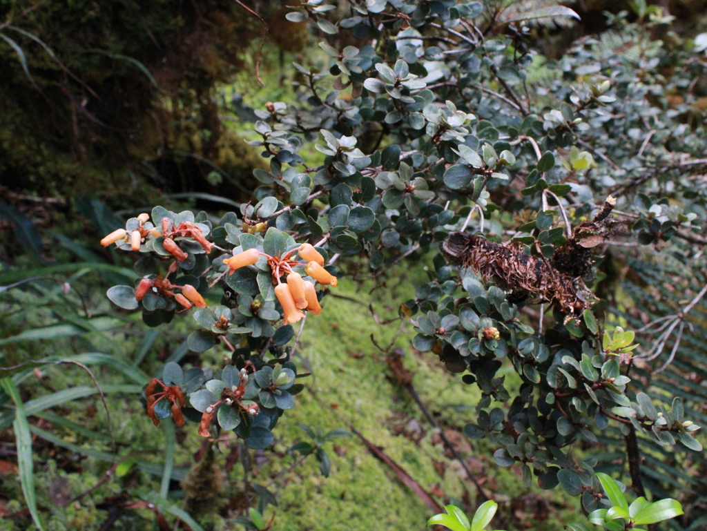 Rhododendron lagunculicarpum (Rhododendron lagunculicarpum)
