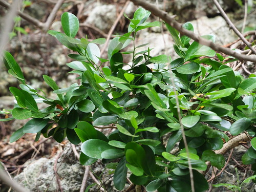 Suregada aequorea, photograph 4