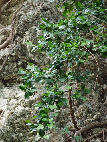 Suregada aequorea, photograph 3