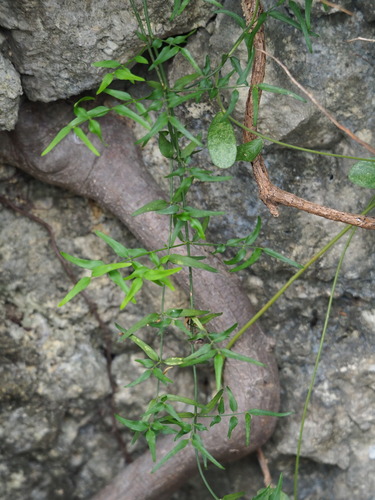Jasminum nervosum (Jasminum nervosum)