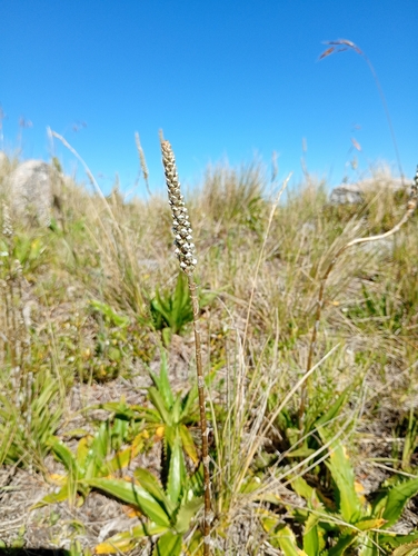 Flower finn (Aa achalensis)