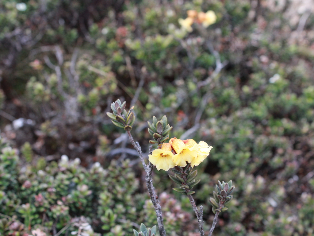 Rhododendron eymae (Rhododendron eymae)
