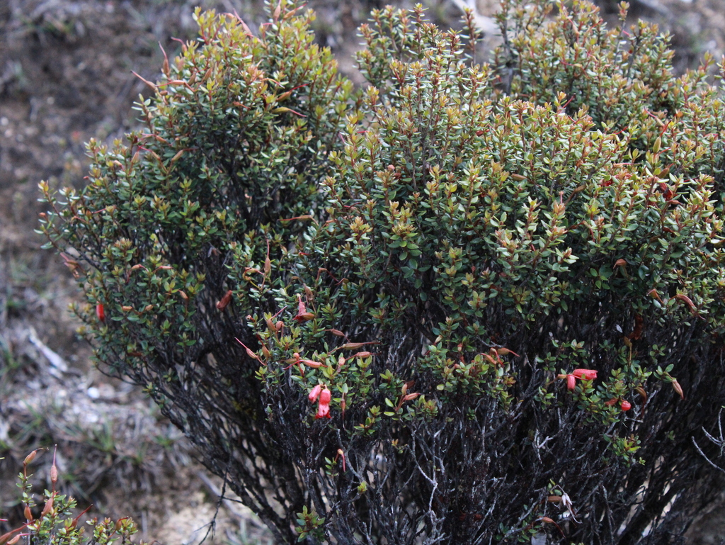 Rhododendron nanophyton (Rhododendron nanophyton)
